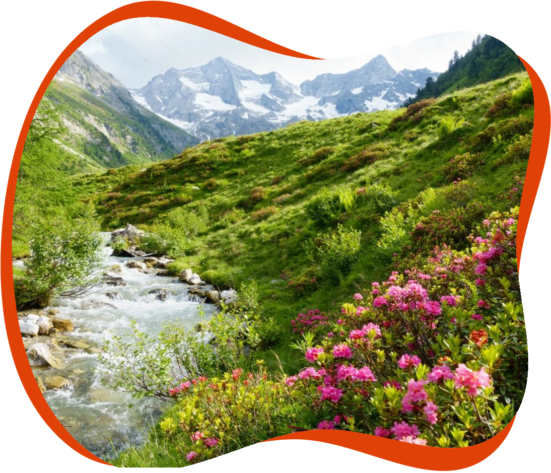 A mountain stream with flowers in the foreground.