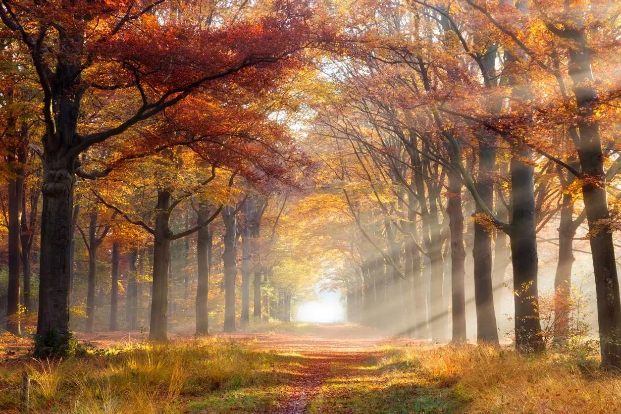 A forest with trees that are in the fall.