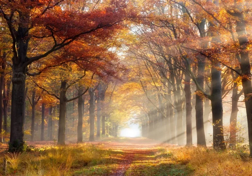 A forest with trees that are in the fall.